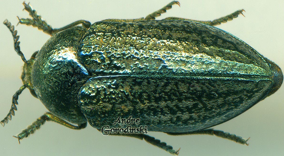 http://www.gorodinski.ru/buprestidae/Julodella dilaticollis.jpg